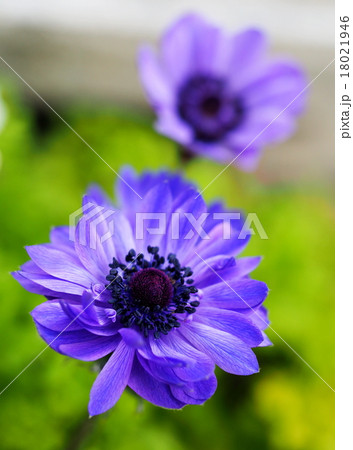 アネモネ アネモネ 18021946