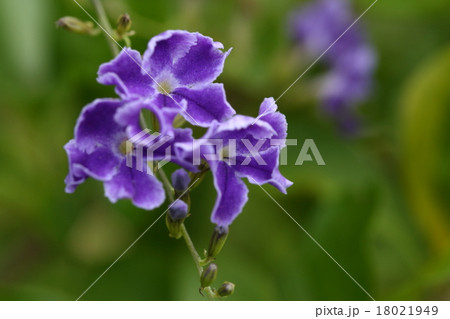 自然 植物 タイワンレンギョウ 沖縄では庭木でよく目にします 南米原産ですが名前は タイワン の写真素材