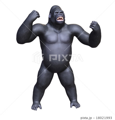 ゴリラ 18021993