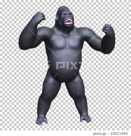 ゴリラ 18021993