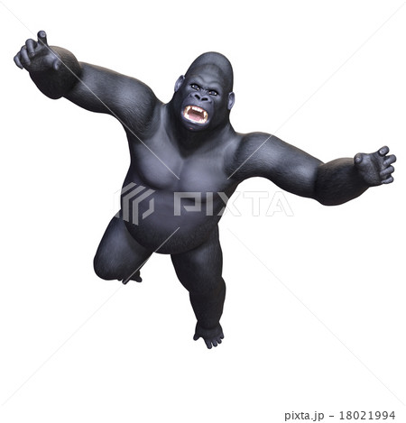 ゴリラ 18021994