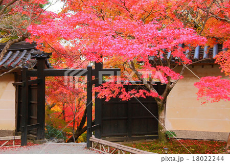 境内の紅葉の出迎え 18022244