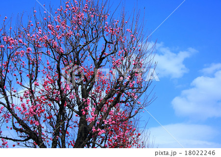 青空と花桃 18022246