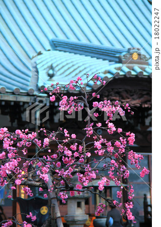 東雲寺境内の花物 18022247
