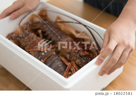 伊勢海老 18022581