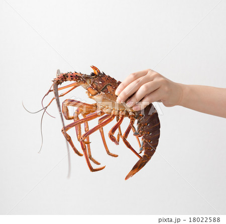 伊勢海老 18022588