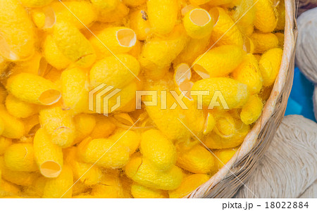 silk worm cocoon silk worm cocoon 18022884