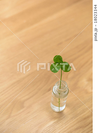 三つ葉のクローバー 18023344