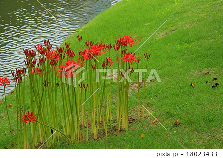 ヒガンバナ 18023433