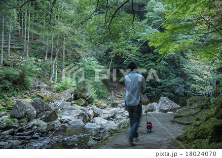 三重県名張 赤目四十八滝で犬の散歩をする人の写真素材