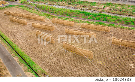 稲束 稲束 18024338