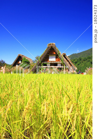 9月岐阜 白川郷荻町合掌造り集落の田んぼの写真素材