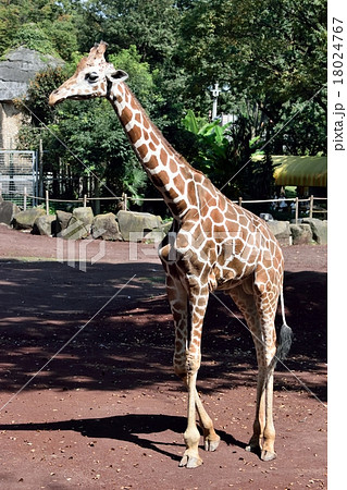 キリン 18024767