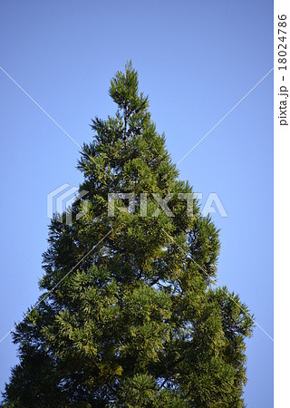 杉の一本立ち 杉の一本立ち 18024786