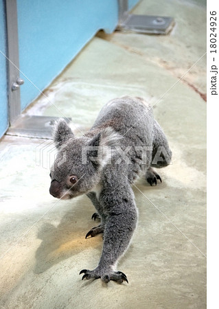 コアラ 18024926