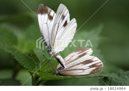 交尾を拒絶されたスジグロシロチョウ雄 18024964