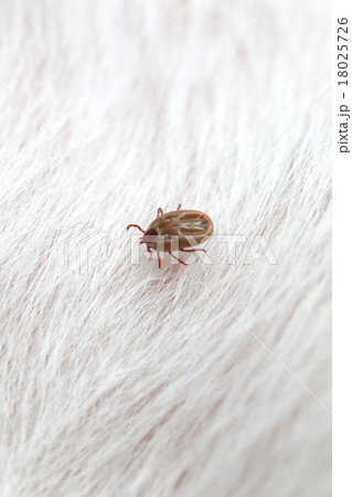 Big Ticks on a dog. Big Ticks on a dog. 18025726