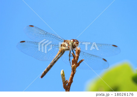 アキアカネ 18026176