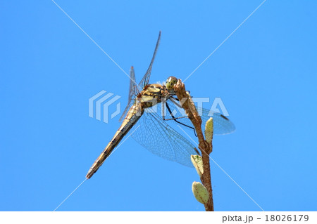 アキアカネ 18026179