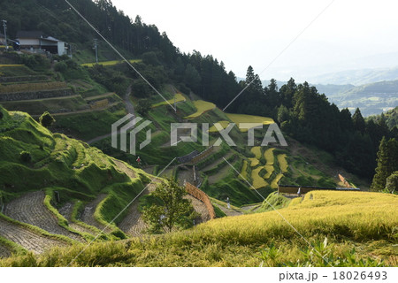 泉谷の棚田 18026493