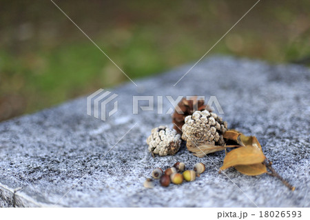 木の実　どんぐり　まつぼっくり　秋の風景 18026593