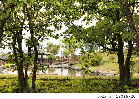 樹木　かしわ　柏　ドングリ 18026726