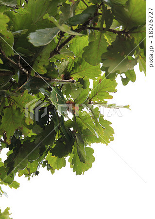 樹木　かしわ　柏　ドングリ 18026727