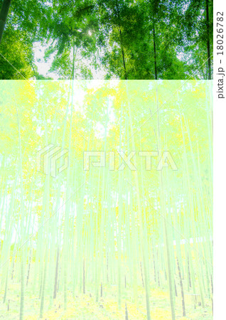 緑の竹林 緑の竹林 18026782