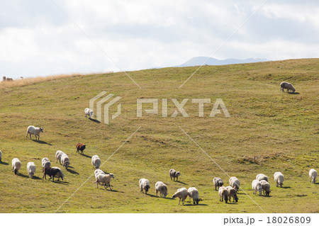 flock of sheep on green grass flock of sheep on green grass 18026809