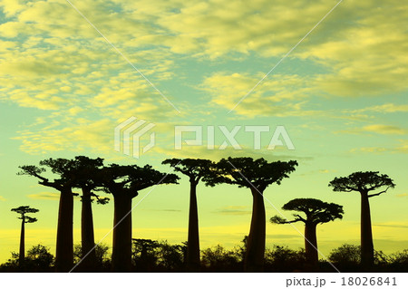 バオバブの木（Baobab Tree） 18026841