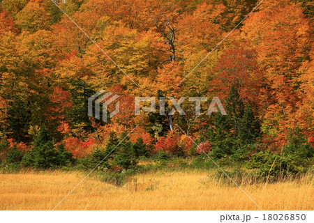 八幡平 紅葉の大場谷地 八幡平 紅葉の大場谷地 18026850