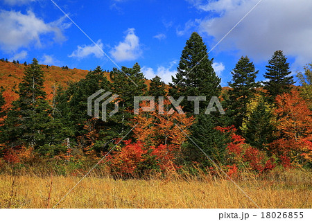 八幡平 紅葉の大場谷地 八幡平 紅葉の大場谷地 18026855