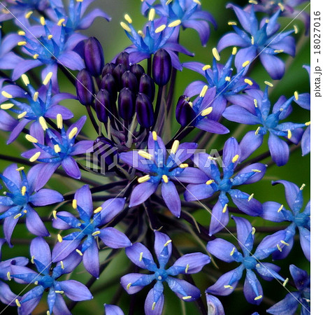 シラー・ペルビアナ シラー・ペルビアナ 18027016