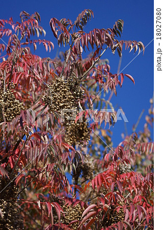 山黄櫨　秋のヤマハゼ 18027080