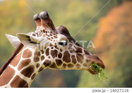 young cute giraffe grazing young cute giraffe grazing 18027116
