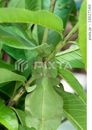 perfectly masked asian phyllium giganteum 18027160