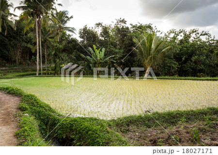 Rice terraced paddy fields in Gunung Kawi Rice terraced paddy fields in Gunung Kawi 18027171
