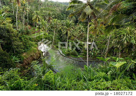 Rice terraced paddy fields in Gunung Kawi Rice terraced paddy fields in Gunung Kawi 18027172
