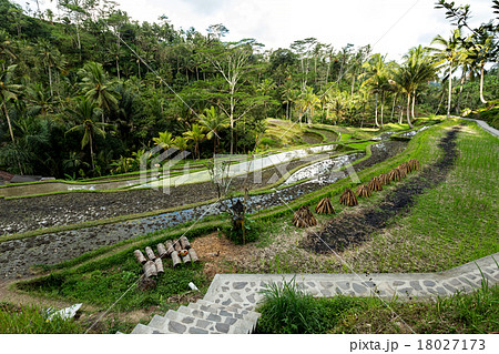 Rice terraced paddy fields in Gunung Kawi 18027173
