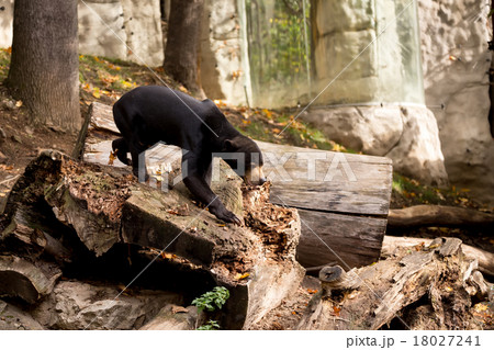 Sun bear also known as a Malaysian bear 18027241
