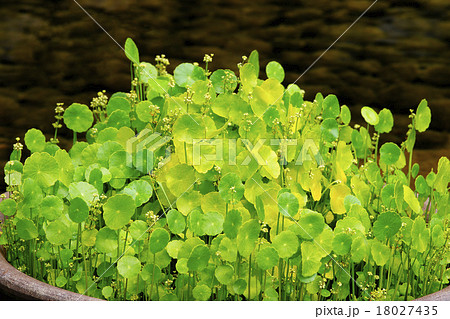 団扇銭草 18027435