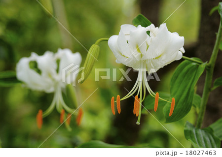 鹿の子百合 18027463