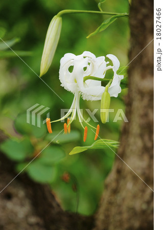 鹿の子百合 鹿の子百合 18027466