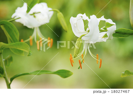 鹿の子百合 鹿の子百合 18027467