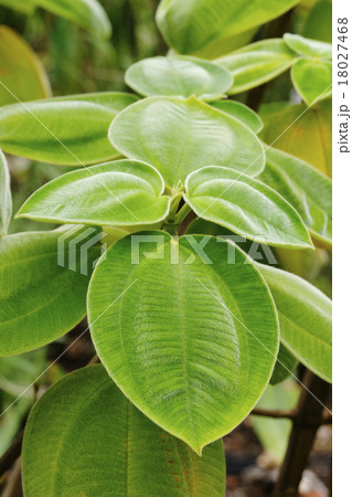 大葉紫紺野牡丹 18027468