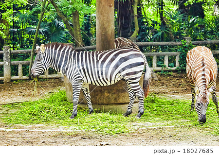 Zebras in their natural habitat. Zebras in their natural habitat. 18027685