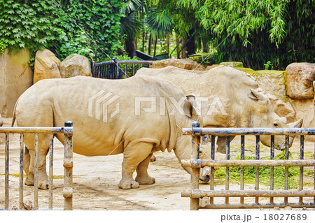 Rhino / rhinoceros grazing on nature. Rhino / rhinoceros grazing on nature. 18027689