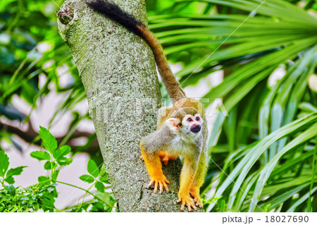 Common Squirred Monkey. 18027690