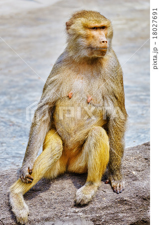 Hamadryas Baboon monkey. Hamadryas Baboon monkey. 18027691