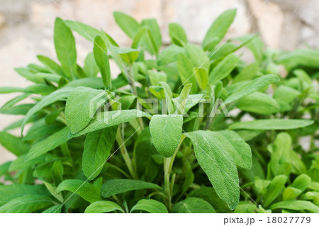 sage in the garden sage in the garden 18027779